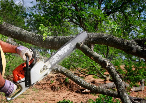 Best Affordable Tree Service  in Lorane, PA